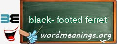 WordMeaning blackboard for black-footed ferret